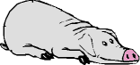 Bild Schwein